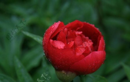 红牡丹花蕾图片