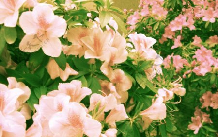 花簇花丛图片
