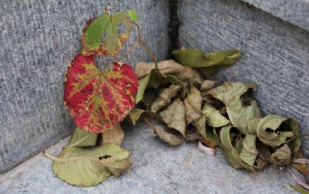 花草一角图片