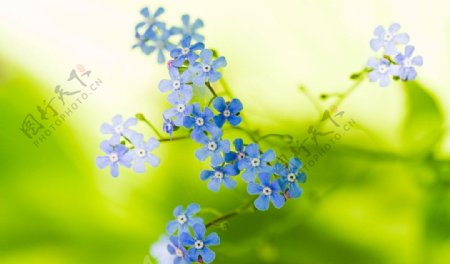 蓝色小花图片