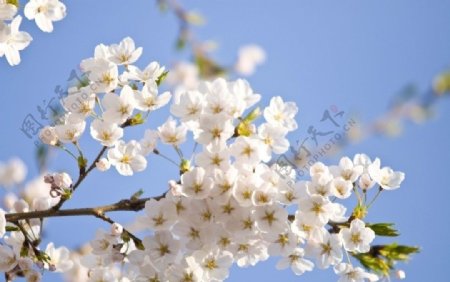 纯白樱花图片