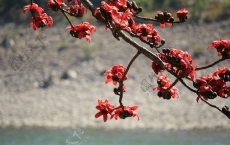 怒江的木棉花图片