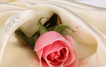 玫瑰丝绸图片