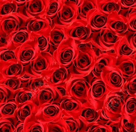红色玫瑰花朵图片