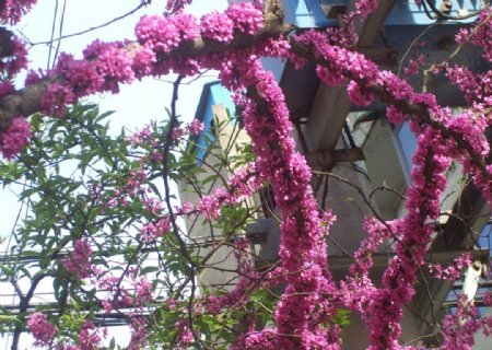 豆科紫荆花图片