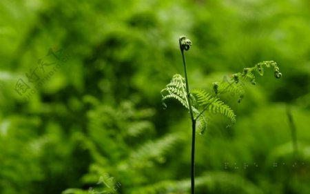 绿色植物图片