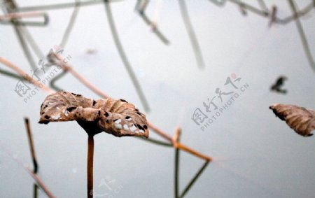 台北植物園荷花池图片