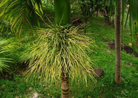 槟榔花图片
