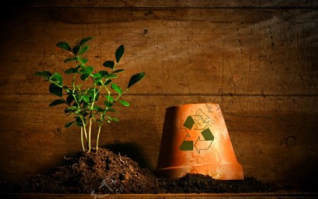 植物幼苗图片