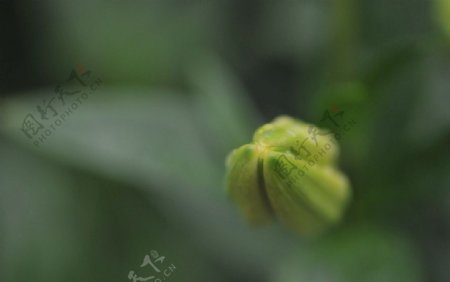 百合花苞图片