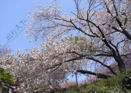 樱花图片