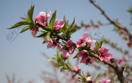 桃花图片