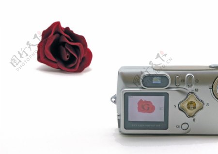 相机和玫瑰花图片