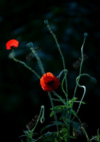 红色罂粟花图片