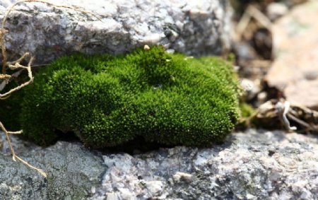 苔藓图片