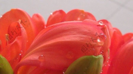 花瓣雨图片