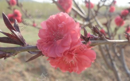 峄山桃花节摄影图片