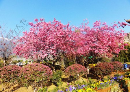 云南樱花非高清图片