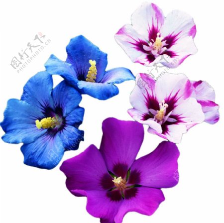 蓝色花卉鲜花朵有路径图片