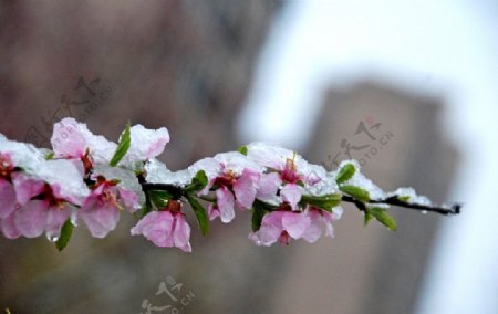 高清梅花卉图片