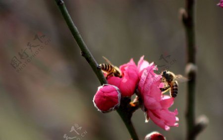 蜂和桃花图片