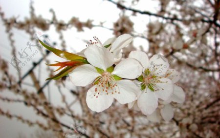 春雨桃花艳图片