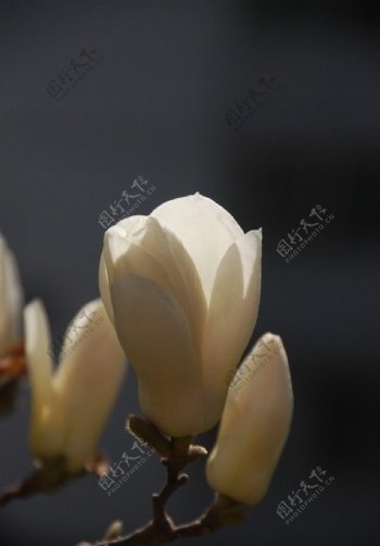 玉蘭花图片