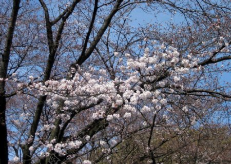 川越的櫻花图片