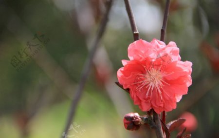 桃花图片