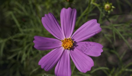 紫色小花波斯菊图片