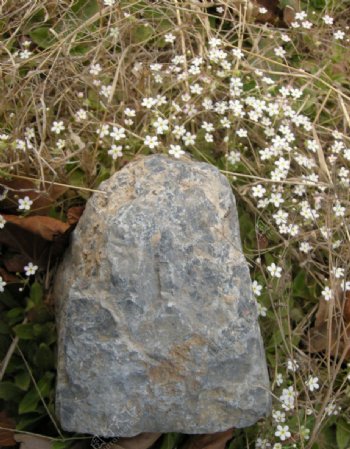 小白花与石头图片
