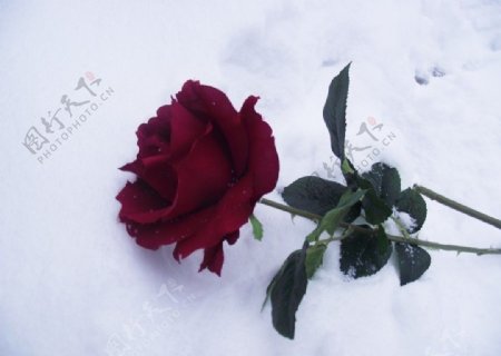 雪地上的红玫瑰图片