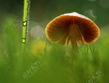 草丛中的野蘑菇图片