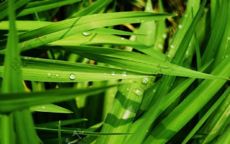 绿色草叶露珠图片