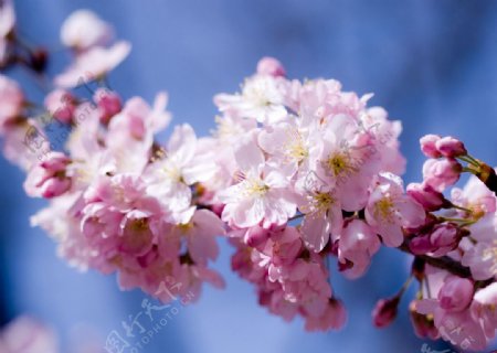 春天树枝梢头盛开桃花图片