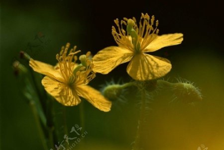 漂亮的黄花图片