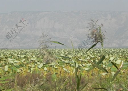 洽川湿地图片