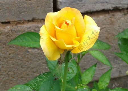 黄牡丹花朵图片