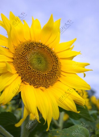 太陽花图片
