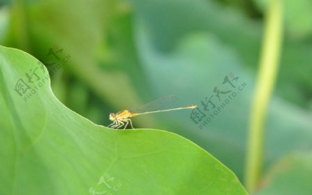 蜻蜓伫立荷叶边缘图片