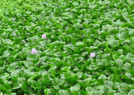 绿色水生植物图片