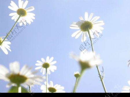 野菊花图片