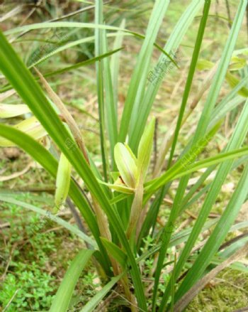 山兰胡姬花君子兰图片