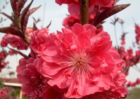 大红桃花图片