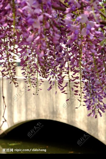 紫色花帘图片