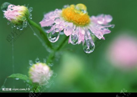 雨后的小野菊图片