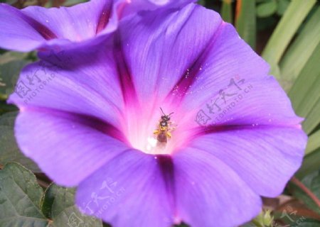 牵牛花中的蜜蜂图片