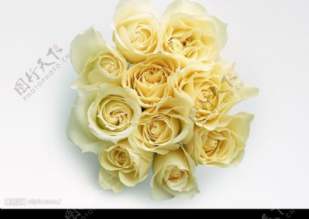 高清玫瑰花白色一束图片