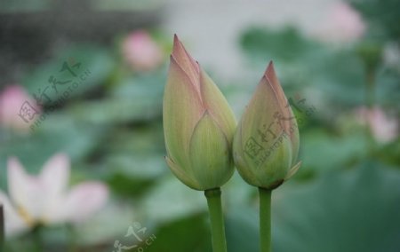 夏日荷花图片