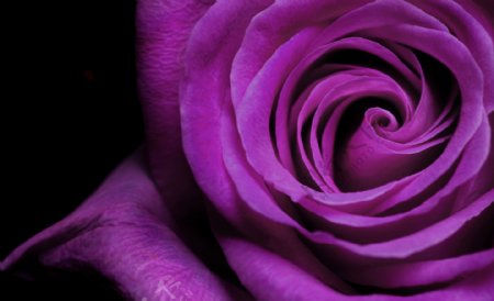 紫色玫瑰漂亮的紫色背景图片